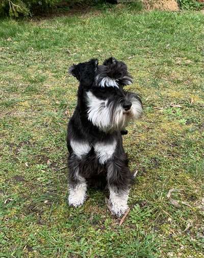 Zwergschnauzer gesucht-Beitrag-Bild