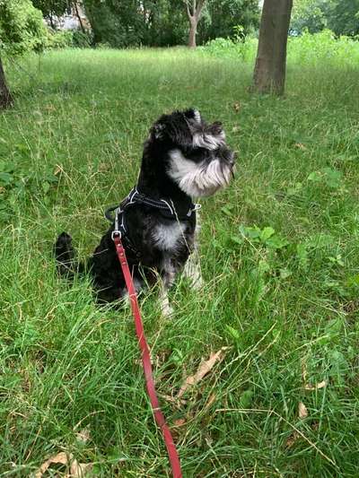 Lieblingsbild von euren Hunden?-Beitrag-Bild