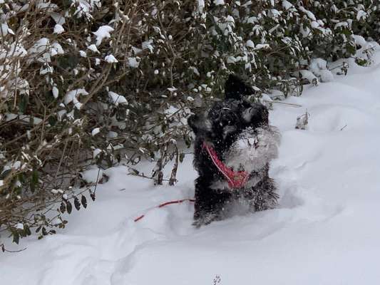 Zeigt die schönsten Schneebilder von eurer Fellnase ❄️-Beitrag-Bild