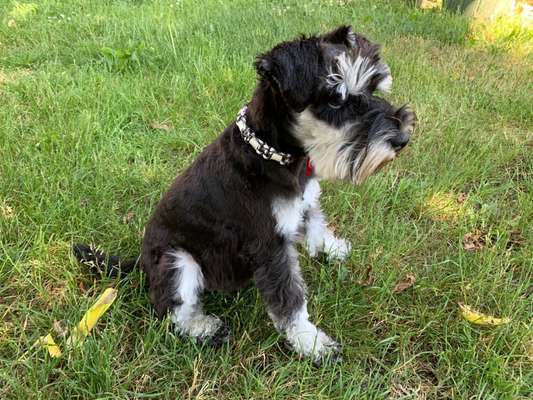 Zwergschnauzer gesucht-Beitrag-Bild