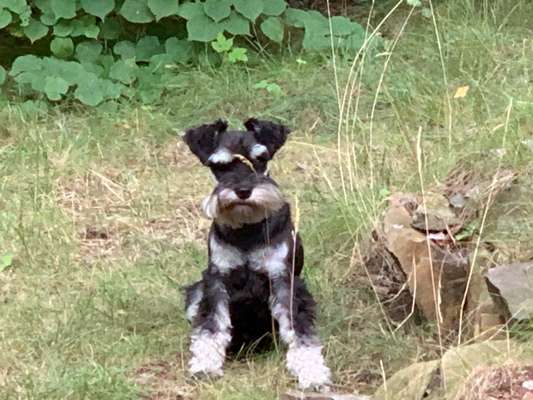 Reinrassige Hunde?-Beitrag-Bild