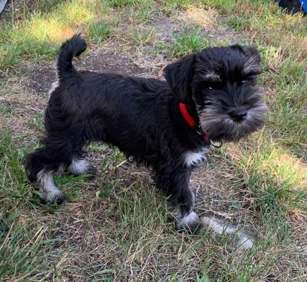 Welpen Bilder !-Beitrag-Bild