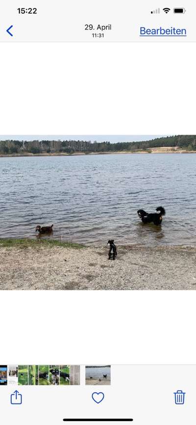 Zwergschnauzer gesucht-Beitrag-Bild