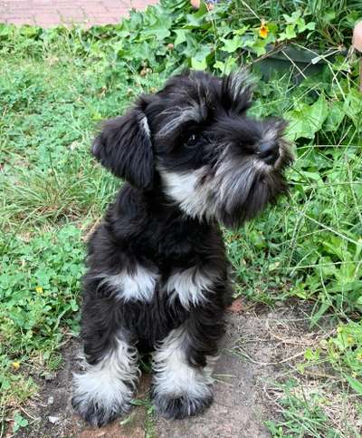 Kleine Hunde ganz Groß-Beitrag-Bild