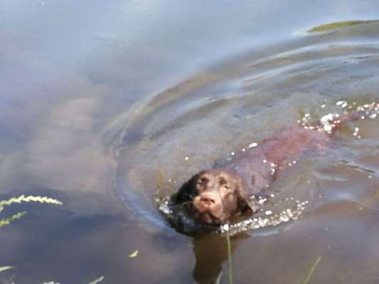 Dogorama-Monats-Challenge-Mai "Wasser"-Beitrag-Bild