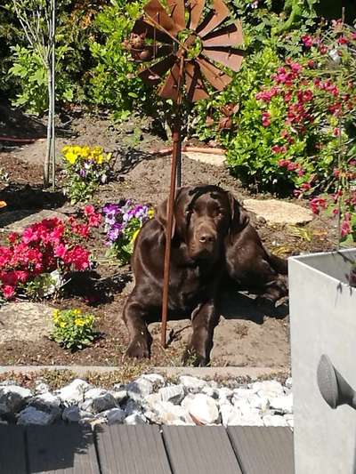 Die Dogorama Monats Challenge "Es grünt und blüht"-Beitrag-Bild