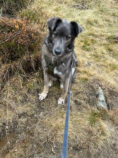 Herdenschutzhunde-Beitrag-Bild