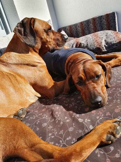 Rhodesian Ridgeback-Beitrag-Bild