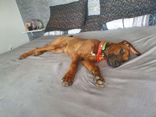 Rhodesian Ridgeback-Beitrag-Bild