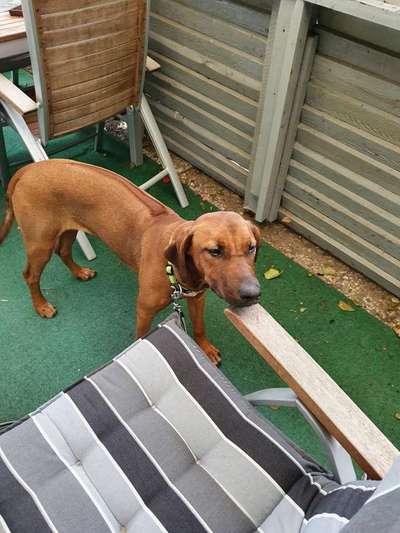 Rhodesian Ridgeback-Beitrag-Bild