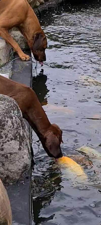 Rhodesian Ridgeback-Beitrag-Bild