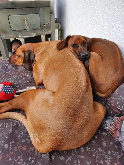 Rhodesian Ridgeback-Beitrag-Bild