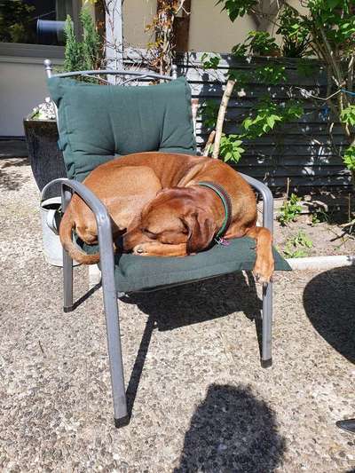 Rhodesian Ridgeback-Beitrag-Bild