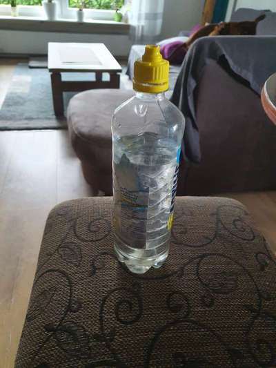 Rhodesian Ridgeback-Beitrag-Bild