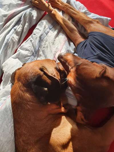 Rhodesian Ridgeback-Beitrag-Bild