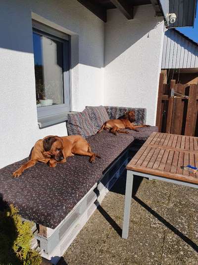 Rhodesian Ridgeback-Beitrag-Bild