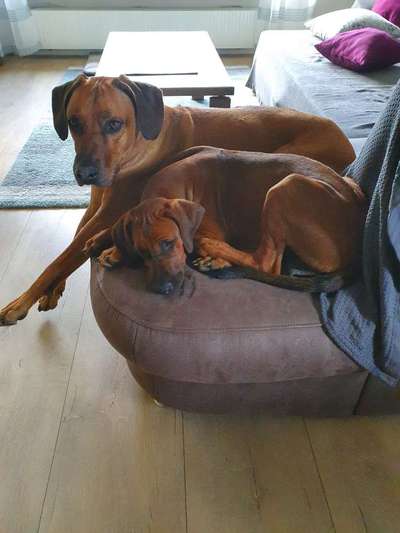 Rhodesian Ridgeback-Beitrag-Bild