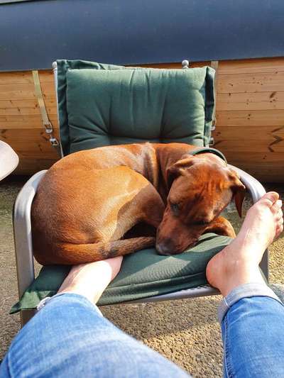 Rhodesian Ridgeback-Beitrag-Bild