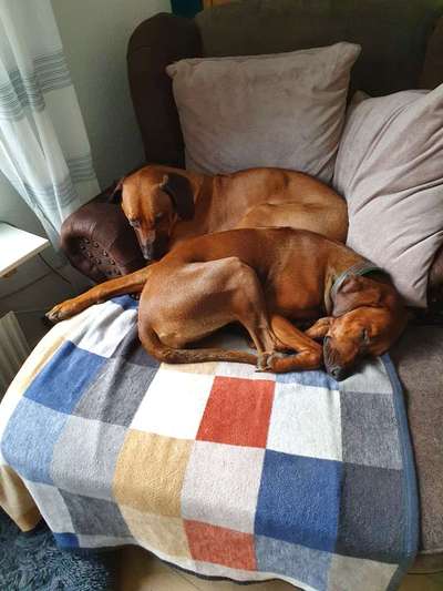 Rhodesian Ridgeback-Beitrag-Bild