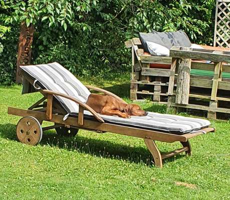 Rhodesian Ridgeback-Beitrag-Bild