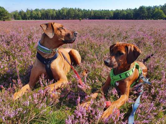 Rhodesian Ridgeback-Beitrag-Bild