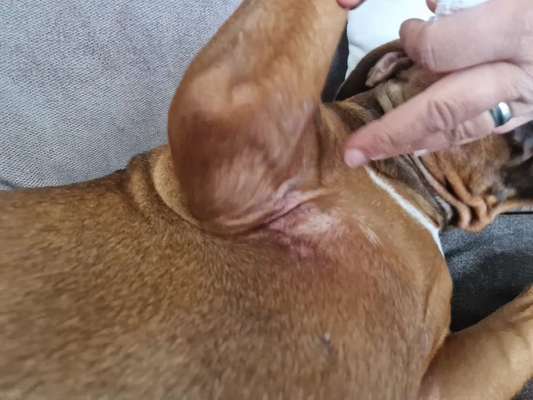 Rhodesian Ridgeback-Beitrag-Bild