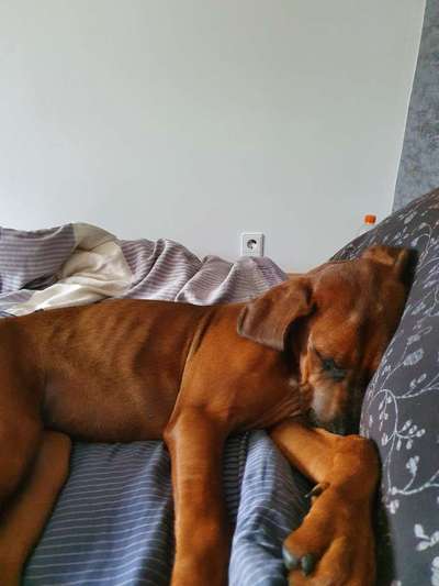 Rhodesian Ridgeback-Beitrag-Bild
