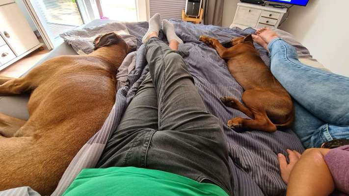Rhodesian Ridgeback-Beitrag-Bild