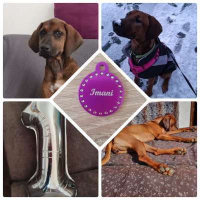 Rhodesian Ridgeback-Beitrag-Bild