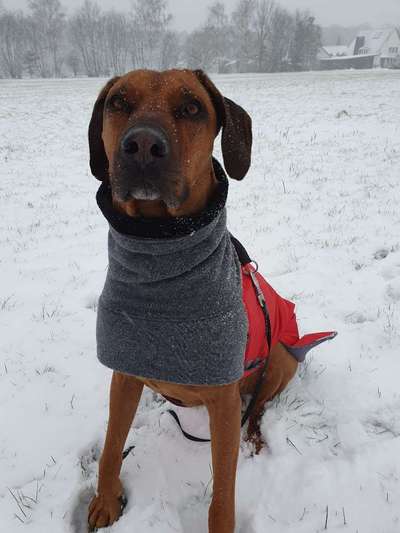 Rhodesian Ridgeback-Beitrag-Bild