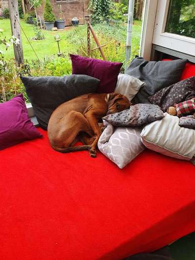 Rhodesian Ridgeback-Beitrag-Bild