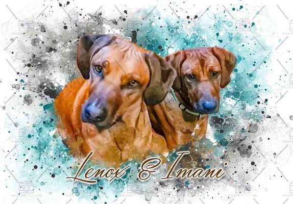 Rhodesian Ridgeback-Beitrag-Bild