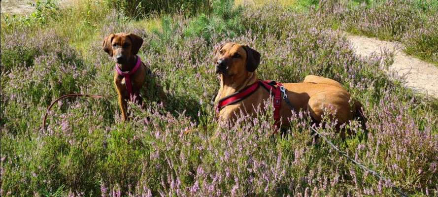 Rhodesian Ridgeback-Beitrag-Bild