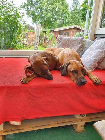 Rhodesian Ridgeback-Beitrag-Bild