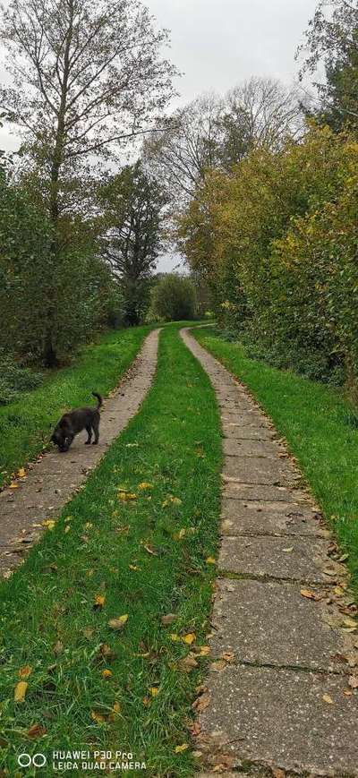 Hundetreffen-Hundetreff Hohenwestedt-Bild