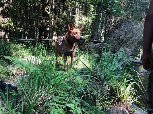 Wald Bild-Beitrag-Bild