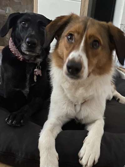 Die Dogorama Wochen Challenge "Friends will be Friends"-Beitrag-Bild