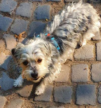 Wo habt ihr eure Hunde her ?-Beitrag-Bild