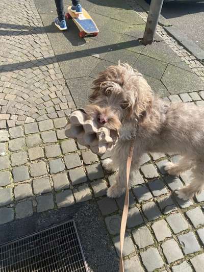 Wie heißt dein Hund?-Beitrag-Bild