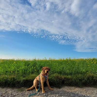 Hundetreffen-Spieletreff Gassirunde Enzkreis-Bild