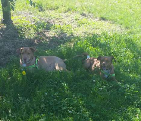 Die Dogorama Monats Challenge "Es grünt und blüht"-Beitrag-Bild