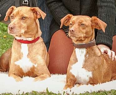 Hund aus dem Spanischen Tierschutz-Beitrag-Bild