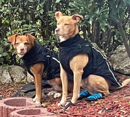 Die Dogorama Kalender Challenge Teil 2/4-Beitrag-Bild