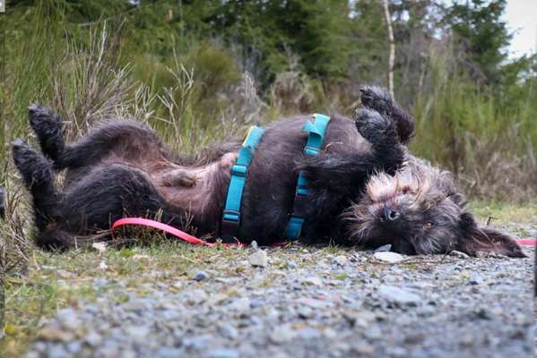 Fotochallenge No. 26                                     Wald und Wiese-Beitrag-Bild