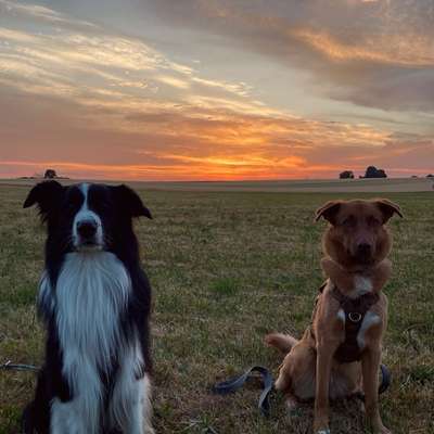 Hundetreffen-Sozialkontakte-Bild
