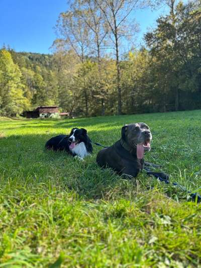 Hundetreffen-Hundetreffen zum Spielen und Trainieren-Bild