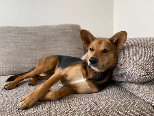 Dein Hund im Dogorama-Kalender 2021-Beitrag-Bild