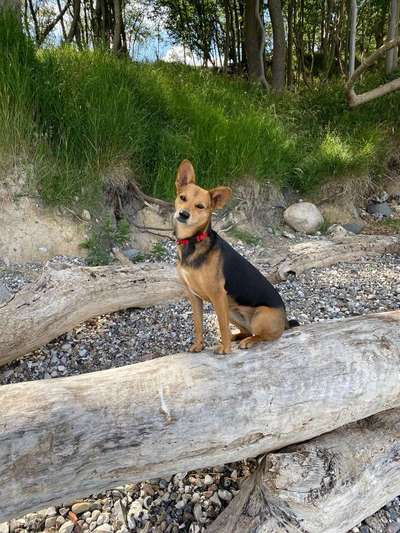 Dein Hund im Dogorama-Kalender 2021-Beitrag-Bild