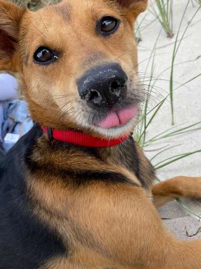 Dein Hund im Dogorama-Kalender 2021-Beitrag-Bild