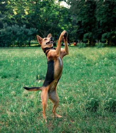 Dein Hund im Dogorama-Kalender 2021-Beitrag-Bild